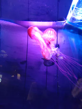 上越市立水族博物館 うみがたりに投稿された画像（2026/7/28）