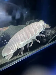 サンシャイン水族館に投稿された画像（2026/7/28）