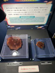 サンシャイン水族館に投稿された画像（2026/7/28）