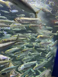 サンシャイン水族館に投稿された画像（2026/7/28）