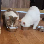 猫カフェモカ　池袋東口店に投稿された画像（2026/7/28）