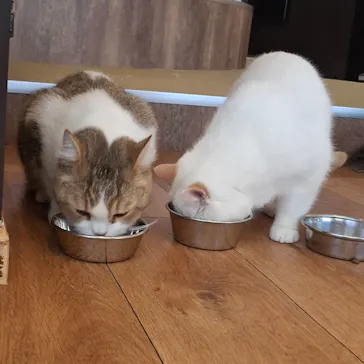 猫カフェモカ　池袋東口店に投稿された画像（2026/7/28）