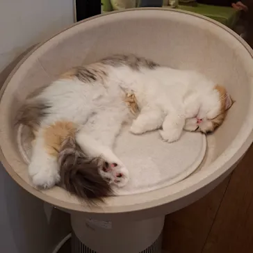 猫カフェモカ　池袋東口店に投稿された画像（2026/7/28）