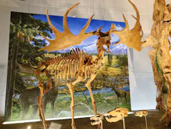 福井県立恐竜博物館に投稿された画像（2026/7/28）