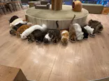 猫カフェモカ　原宿店に投稿された画像（2026/7/28）
