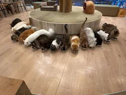 猫カフェモカ　原宿店に投稿された画像（2026/7/28）