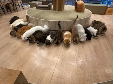猫カフェモカ　原宿店に投稿された画像（2026/7/28）