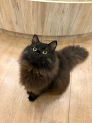 猫カフェモカ　原宿店に投稿された画像（2026/7/28）