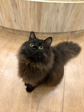 猫カフェモカ　原宿店に投稿された画像（2026/7/28）