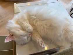 猫カフェモカ　原宿店に投稿された画像（2026/7/28）