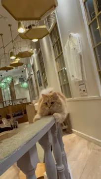 猫カフェモカ　原宿店に投稿された画像（2026/7/28）
