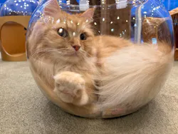 猫カフェモカ　原宿店に投稿された画像（2026/7/28）