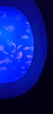 新江ノ島水族館に投稿された画像（2026/7/28）