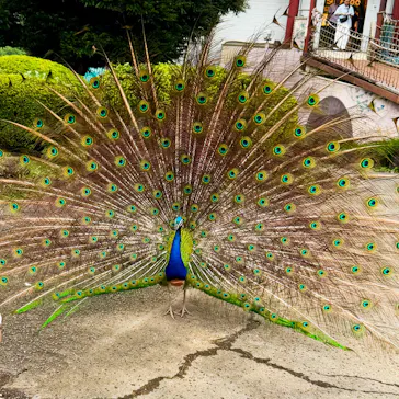 伊豆シャボテン動物公園に投稿された画像（2026/7/29）