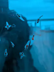 アクアワールド茨城県大洗水族館に投稿された画像（2026/7/29）
