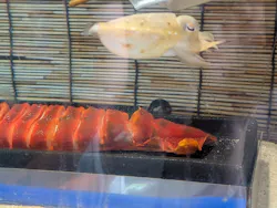 アクアワールド茨城県大洗水族館に投稿された画像（2026/7/29）