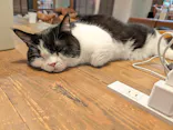 猫カフェモカ　池袋東口店に投稿された画像（2026/7/29）