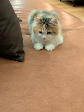 猫カフェモカ　池袋東口店に投稿された画像（2026/7/29）