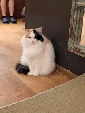 猫カフェモカ　池袋東口店に投稿された画像（2026/7/29）