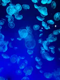 名古屋港水族館に投稿された画像（2026/7/29）