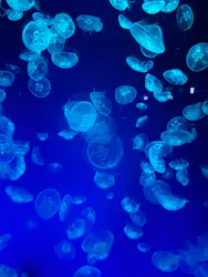 名古屋港水族館に投稿された画像（2026/7/29）