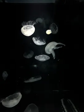 NIFREL（ニフレル）に投稿された画像（2026/7/29）