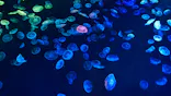 すみだ水族館に投稿された画像（2026/7/29）