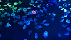 すみだ水族館に投稿された画像（2026/7/29）