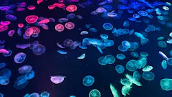 すみだ水族館に投稿された画像（2026/7/29）