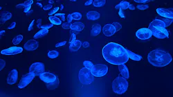 すみだ水族館に投稿された画像（2026/7/29）