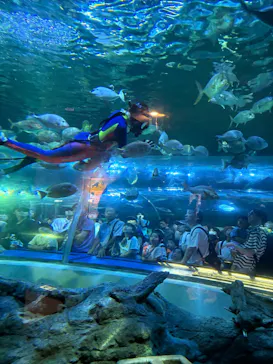 しながわ水族館に投稿された画像（2026/7/29）