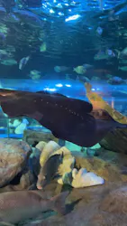しながわ水族館に投稿された画像（2026/7/29）