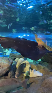 しながわ水族館に投稿された画像（2026/7/29）