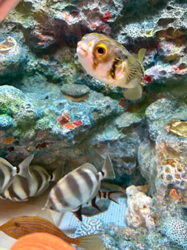 しながわ水族館に投稿された画像（2026/7/29）