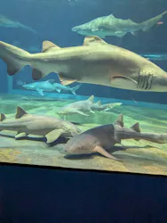 アクアワールド茨城県大洗水族館に投稿された画像（2026/7/29）