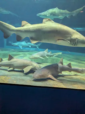 アクアワールド茨城県大洗水族館に投稿された画像（2026/7/29）