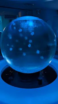 新江ノ島水族館に投稿された画像（2026/7/29）