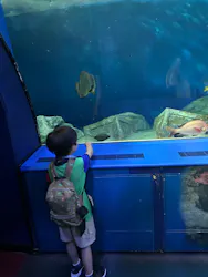 しながわ水族館に投稿された画像（2026/7/29）