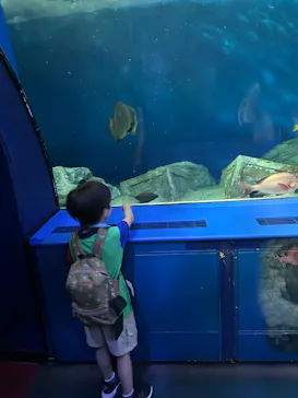 しながわ水族館に投稿された画像（2026/7/29）