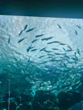名古屋港水族館に投稿された画像（2026/7/29）