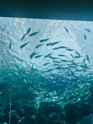 名古屋港水族館に投稿された画像（2026/7/29）