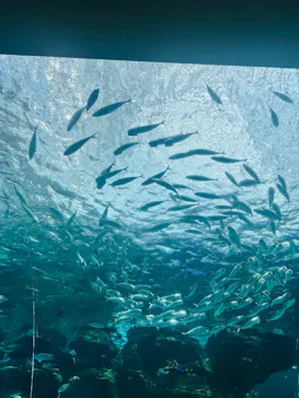 名古屋港水族館に投稿された画像（2026/7/29）