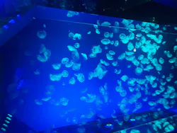 名古屋港水族館に投稿された画像（2026/7/29）
