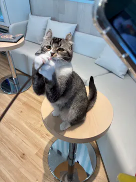 猫カフェモカ　イオンレイクタウン店に投稿された画像（2026/7/29）