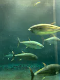 葛西臨海水族園に投稿された画像（2026/7/29）