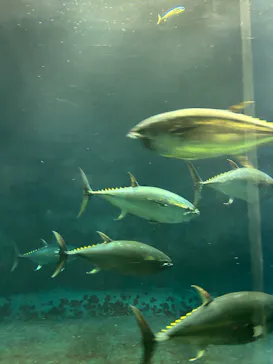 葛西臨海水族園に投稿された画像（2026/7/29）