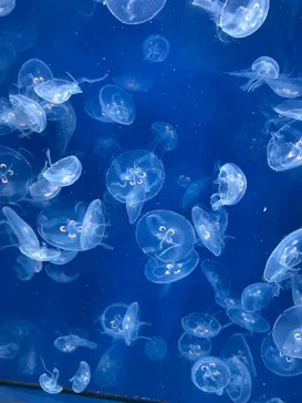葛西臨海水族園に投稿された画像（2026/7/29）