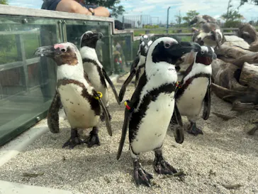 仙台うみの杜水族館に投稿された画像（2026/7/29）