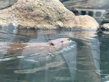 仙台うみの杜水族館に投稿された画像（2026/7/29）