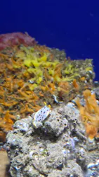 サンシャイン水族館に投稿された画像（2026/7/29）
